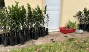 Distribuição de mudas Frutíferas